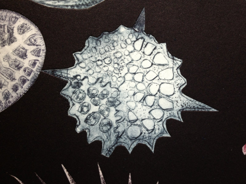 Treasures of the deep detail (4)
