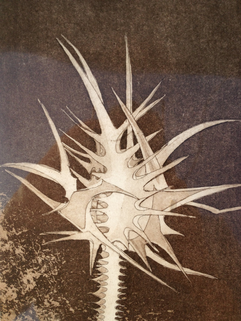 Iberian Thistle - Etching and Aquatint