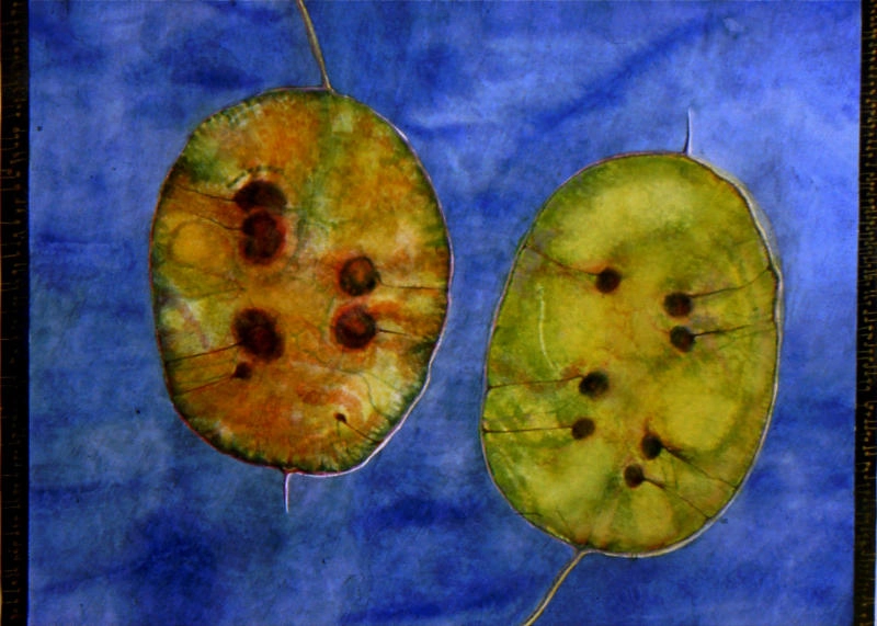 jane-furst-mixed-media-seedpods-vessels-of-new-life-honesty
