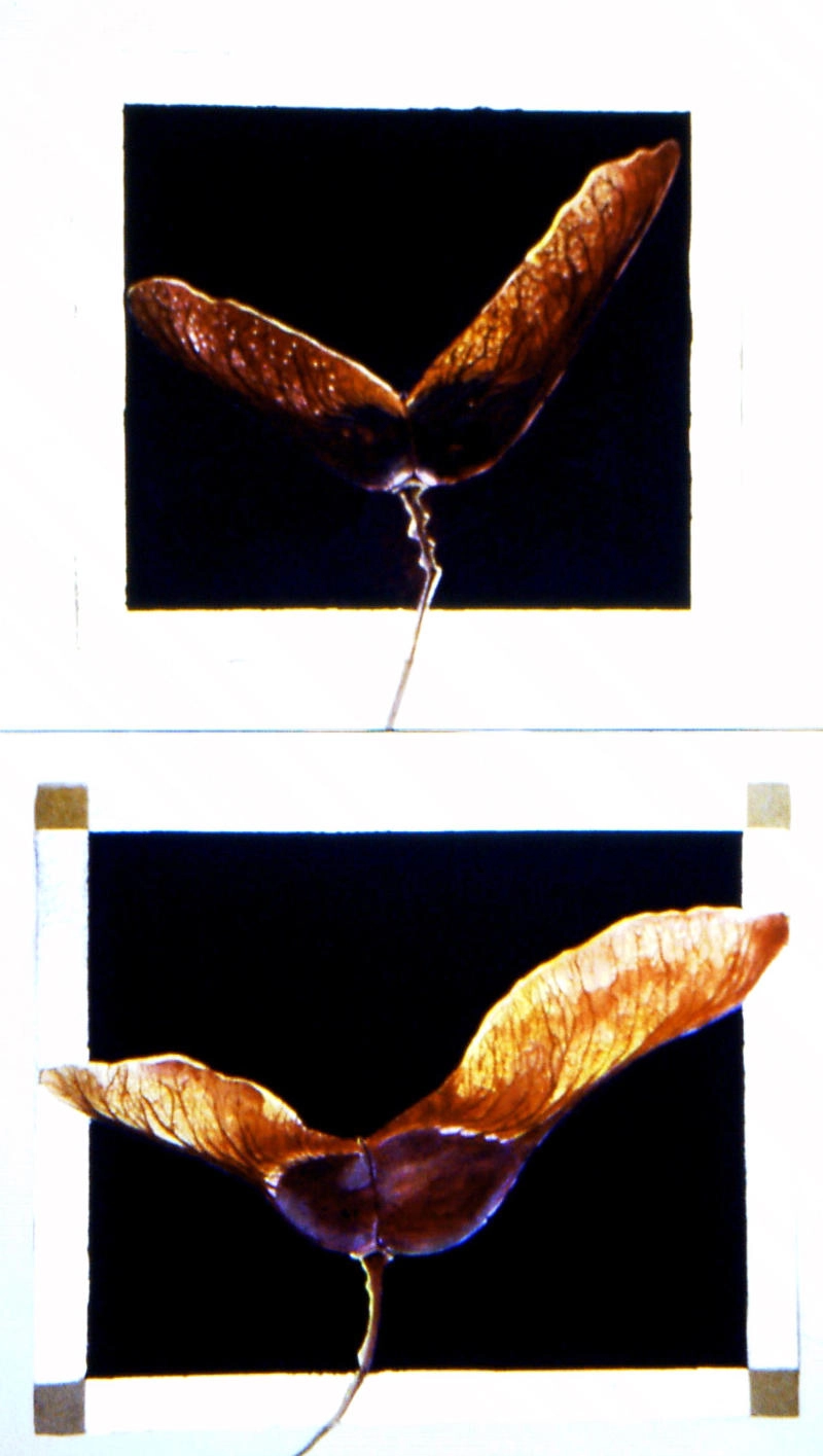 jane-furst-mixed-media-seedpods-vessels-of-new-life-maple-acer-diptych