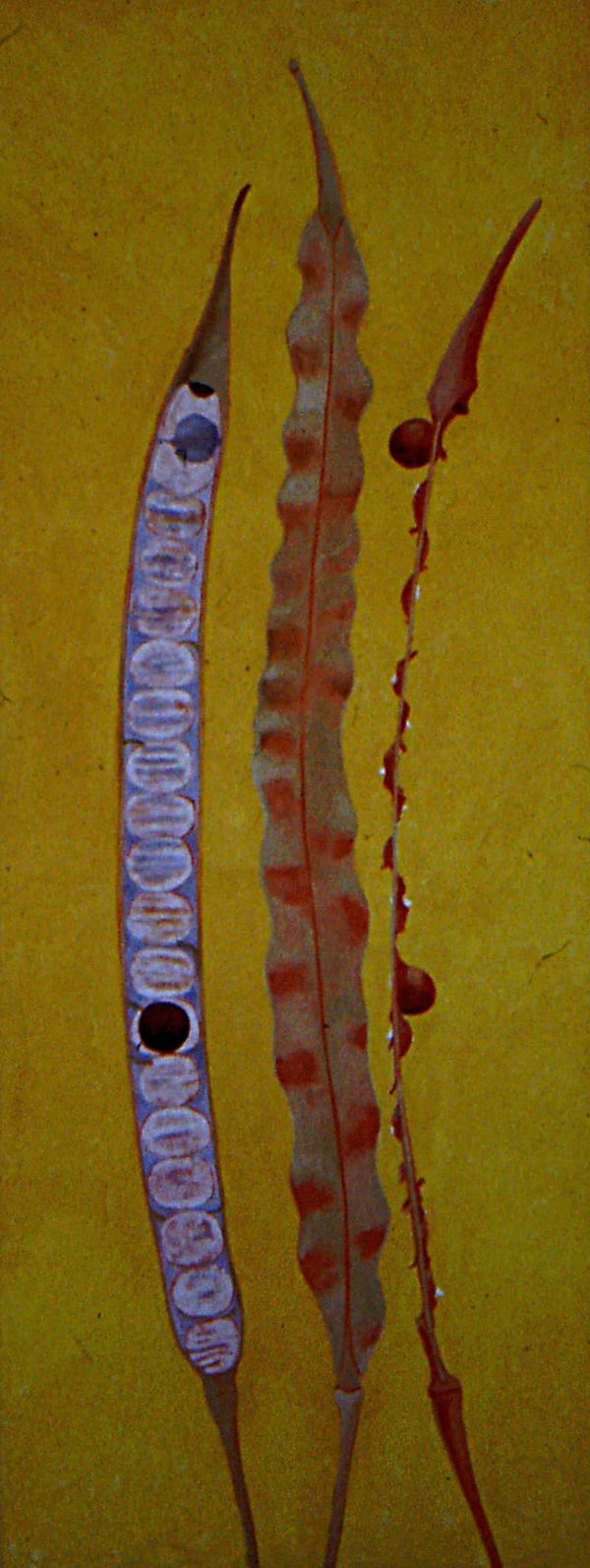 jane-furst-mixed-media-seedpods-vessels-of-new-life-rape-seed