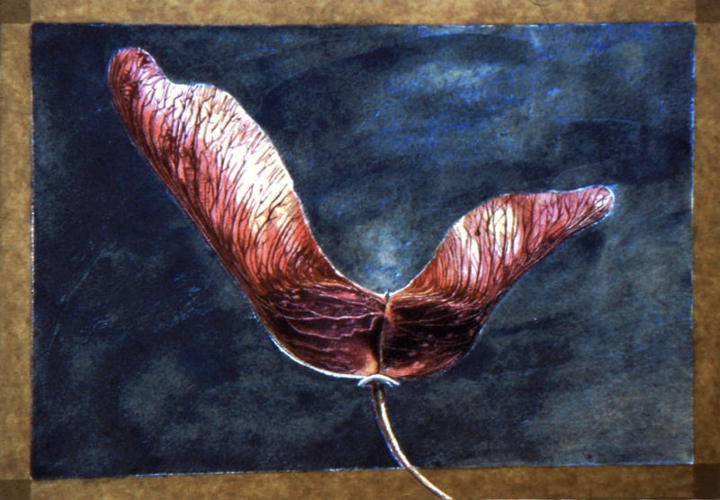 jane-furst-mixed-media-seedpods-vessels-of-new-life-maple-acer-I